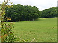 Field Below New Copse in GU35 9NR