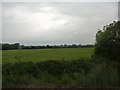 Sedgemoor : Grassy Field & Bushes in TA9 4HB