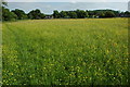Field of buttercups in B49 6JN