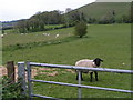 Sheep, gate and hill, next to cycle route 20 in SP7 0EU
