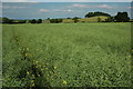 Footpath through an oil seed rape crop in B80 7EL