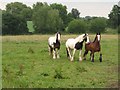 Horses in pasture at Broad's Green in SN11 0NX