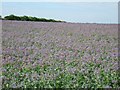 Borage Field in GL6 7AR