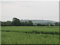 View over crop towards Landsdowne Monument in SN11 0NH
