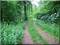 Permissive bridleway, Savernake Forest in SN8 3HN