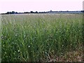 Silage crop near Wickham in RG20 8NP