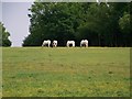 Horses on the hill, Old Hayward Hill in RG17 0QD