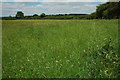 Grassland near Clarke's Green Farm in B80 7DX