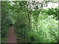 Woodland footpath in CF23 8QF