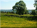 Buttercups in a meadow in DE6 1PY