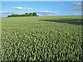 Wheat field at Broxted in CM6 2EH