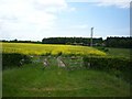 Rape field off New Road in YO19 6EL