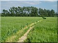 Barley field near Dedham in CO7 6BE