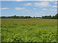Fairoaks, rough grassland in KT16 0QR