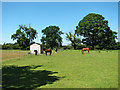 Horse pasture, Little Massingham in PE32 2JS