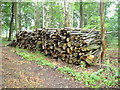 Wood pile in Savernake Forest in SN8 3HP