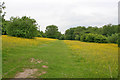 Footpath through the buttercups in S43 3LH