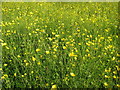 Buttercups at Lower Howsell in WR13 5AW