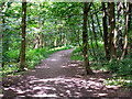 Path through Spring Wood in BB7 9AF