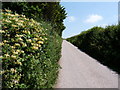 Honeysuckle in the hedgerow on Down Lane in EX33 1LA