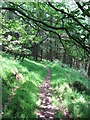 Forest path near Cwm Carn in NP11 7FE
