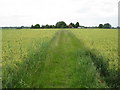 Ickleford: Footpath to New Ramerwick Farm in SG5 3FN