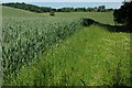 Wheatfields beside Coldcomfort Wood in B49 5LG