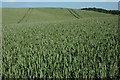 Wheat field beside the Monarch's Way in B49 5LG