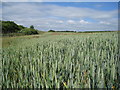 Wheat field north of the A35 in DT2 7NQ