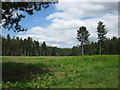 Clearing in Swinley Forest in SL5 9LE