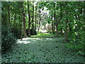 Overgrown path in the Gardens of Easton Lodge in CM6 2ET