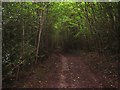 Footpath in Dunstan's Wood in CT4 5RY