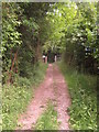 Track to Hobday's Wood in CT4 5QD