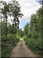 Forestry Road through Watson's Wood in LA8 8DG