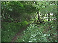 Footpath through Downlands Wood on the edge of Plashett Park in TN22 5UQ