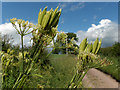 Sweet cicely seed pods in FK8 3QE