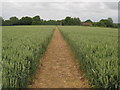 Footpath towards Beech Tree Farm, Hill Street in Elmsted