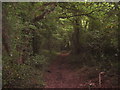 Woodland Path in Spong Wood in TN25 5JU