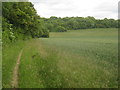 Bridleway past Spong Wood in TN25 5JU