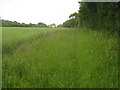 Footpath towards Courthope Farm in CT4 6AS