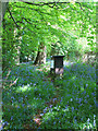 Bluebells and Beehives in Jane's Wood , Nr. Piddington in HP14 3BE