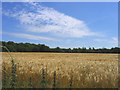 Ripening Wheat in Gay Bowers