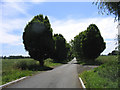 Tree lined road, Woodham Ferrers in CM3 8BT