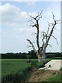Dead Tree in Hunston
