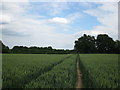 Path through the wheat in GU51 4EG