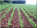 Lines of maize in GL12 7PX
