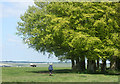 2010 : Beech trees on the Wessex Ridgeway in BA12 0DY