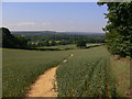 Footpath across wheatfield near Shalford in GU4 8LW