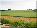 Wheat Field off Bramling Road in CT3 1XQ