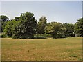 Trees at North East of Wild Park in BN1 9GD